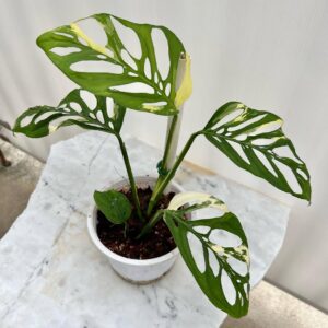 Monstera adansonii laniata albo variegated