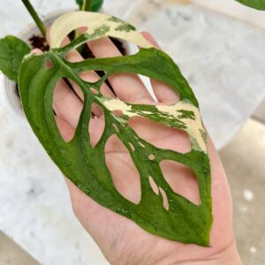 Monstera adansonii laniata albo variegated