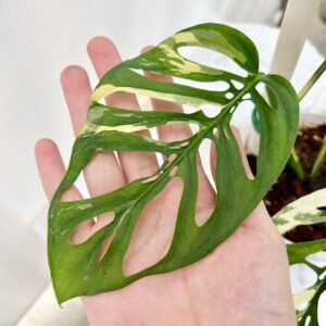 Monstera adansonii laniata albo variegated