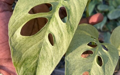 Monstera adansonii laniata mint variegated 