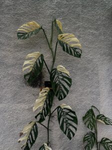 Monstera adansonii laniata albo variegated