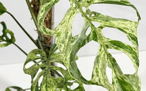Monstera adansonii laniata mottled variegated 