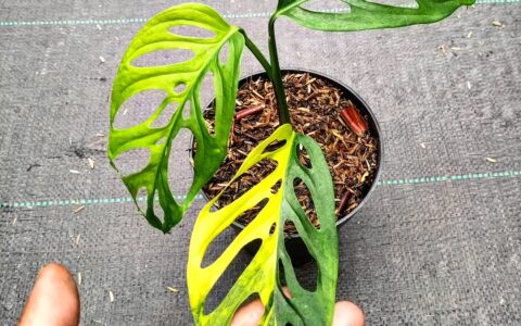 Monstera adansonii laniata aurea variegated 