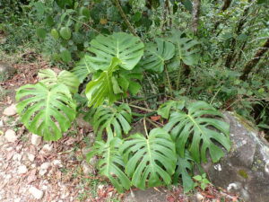 塔卡纳龟背竹 Monstera tacanaensis