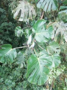 塔卡纳龟背竹 Monstera tacanaensis