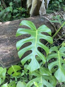 塔卡纳龟背竹 Monstera tacanaensis