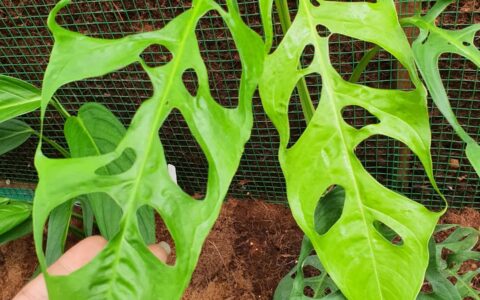 塔拉波阿斜叶龟背竹 Monstera obliqua Tarapoa