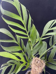 乌勒龟背竹 Monstera uleana