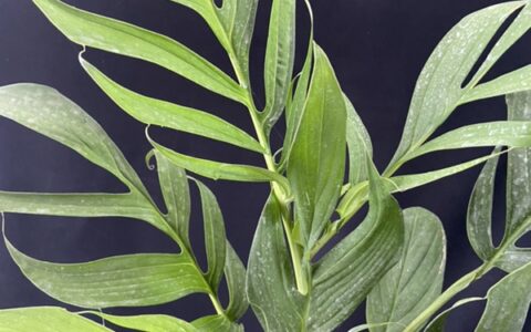 乌勒龟背竹 Monstera uleana