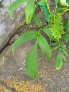 乌勒龟背竹 Monstera uleana