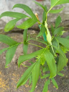 乌勒龟背竹 Monstera uleana