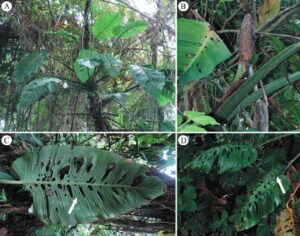 泰坦龟背竹 Monstera titanum