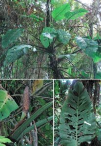 泰坦龟背竹 Monstera titanum