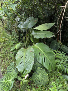泰坦龟背竹 Monstera titanum