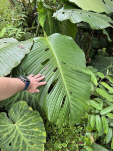 泰坦龟背竹 Monstera titanum