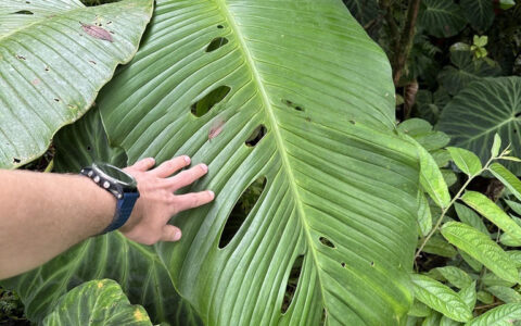 泰坦龟背竹 Monstera titanum