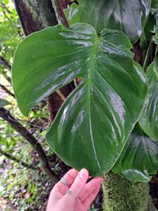 莫利纳龟背竹 Monstera molinae