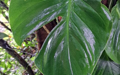 莫利纳龟背竹 Monstera molinae