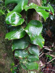 莫利纳龟背竹 Monstera molinae