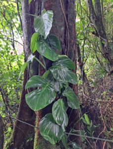 莫利纳龟背竹 Monstera molinae