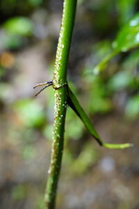 莫利纳龟背竹 Monstera molinae