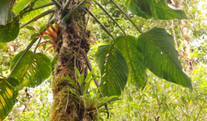 塔布拉龟背竹 Monstera tablasensis