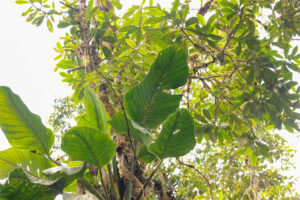 塔布拉龟背竹 Monstera tablasensis