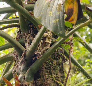 塔布拉龟背竹 Monstera tablasensis