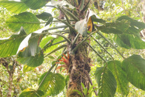 塔布拉龟背竹 Monstera tablasensis