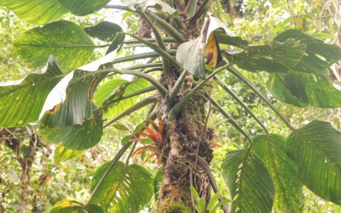 塔布拉龟背竹 Monstera tablasensis