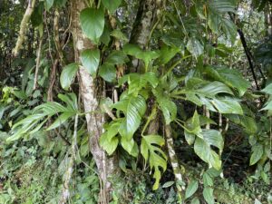 裂叶龟背竹 Monstera dissecta