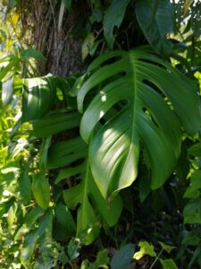 裂叶龟背竹 Monstera dissecta