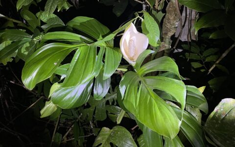 裂叶龟背竹 Monstera dissecta