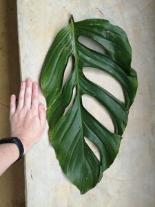 Monstera adansonii subsp. blanchetii