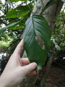 Monstera adansonii subsp. blanchetii