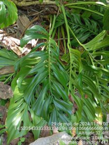 Monstera adansonii subsp. blanchetii