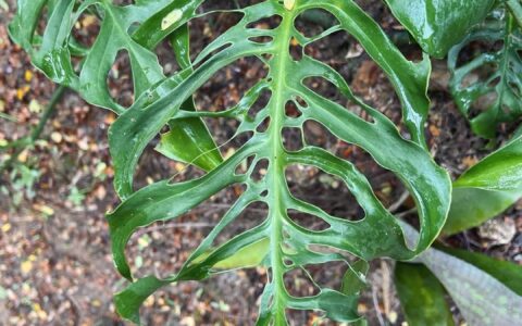 布兰切蒂龟背竹 Monstera adansonii subsp. blanchetii