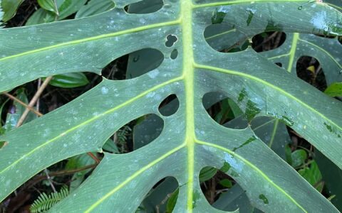 塔卡纳龟背竹 Monstera tacanaensis