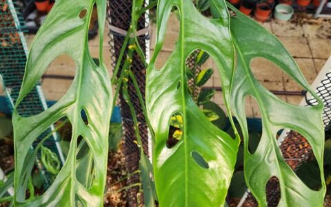 亚苏尼斜叶龟背竹N1 Monstera obliqua Yasuni N1