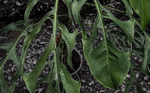 亚苏尼斜叶龟背竹N2 Monstera obliqua Yasuni N2