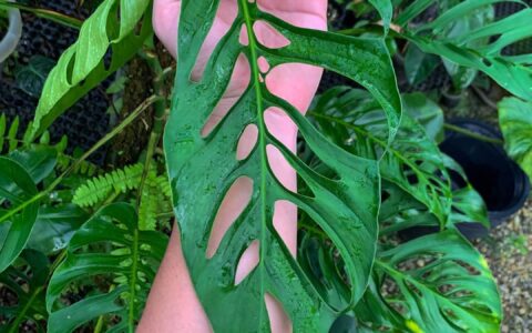 纳波斜叶龟背竹 Monstera obliqua Napo