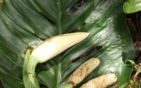 安德森龟背竹 Monstera adansonii