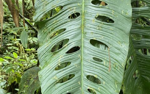 山地龟背竹 Monstera oreophila